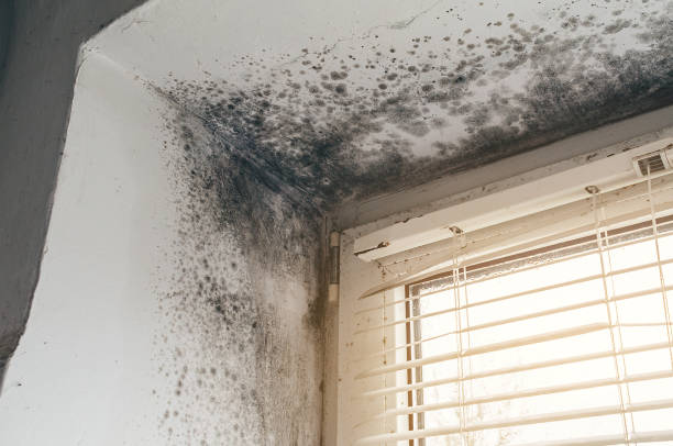 Affordable Hvac And Air Duct Mold Remediation solutions in Muskegon, MI